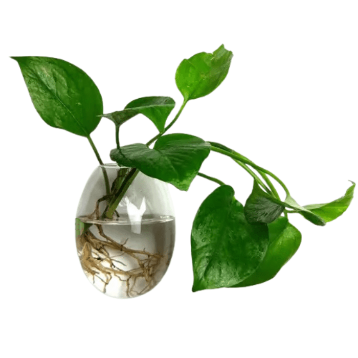 Vaso de Parede Mouse de Vidro