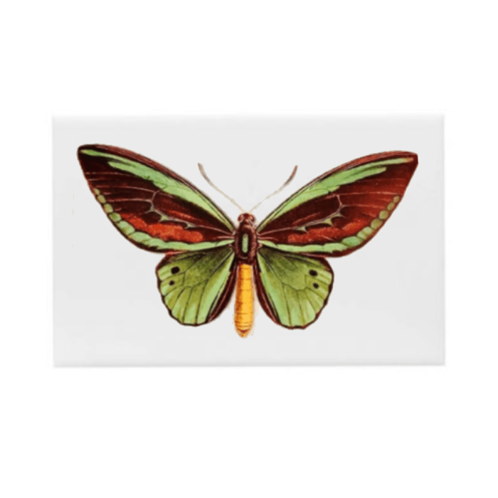 Azulejo Borboleta por Greghi Design